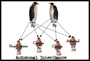 image illustration autosomal inheritance using penguins