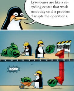 A penguin says 'lysosomes are like a recycling center that work smoothly until problems disrupts the operation' in this three panel comic showing penguins at work in a recycling facility.