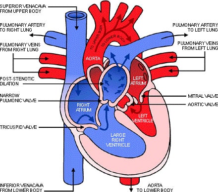 heart diagram image